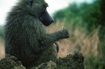 Backentaschenaffe frisst gebratenes Haehnchen, Manyara